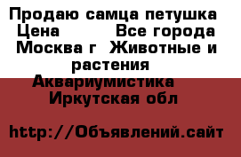 Продаю самца петушка › Цена ­ 700 - Все города, Москва г. Животные и растения » Аквариумистика   . Иркутская обл.